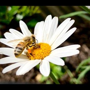 Meet your Posher, Alla